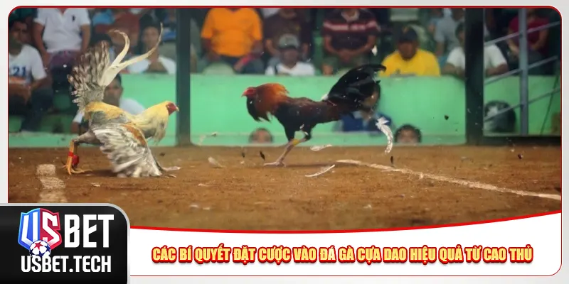 Các bí quyết đặt cược vào đá gà cựa dao hiệu quả từ cao thủ