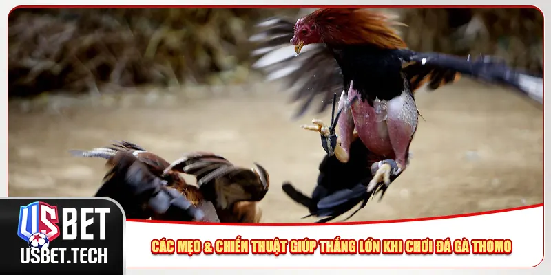 Các mẹo & chiến thuật giúp thắng lớn khi chơi đá gà Thomo