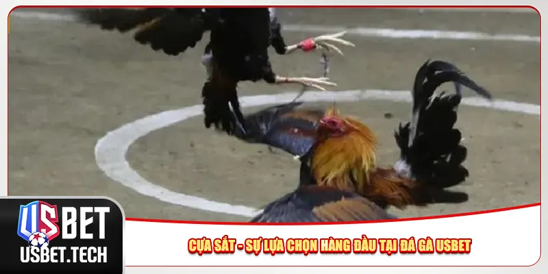 Cựa sắt - Sự lựa chọn hàng đầu tại đá gà Usbet