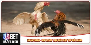 Đá Gà Thomo - Hơn 10.000 Trận Đấu Trực Tiếp Mỗi Tháng
