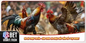 Đá Gà Trực Tuyến - Sân Chơi Cá Cược Hấp Dẫn Số 1 Tại Usbet