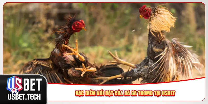 Đặc điểm nổi bật của đá gà Thomo tại Usbet