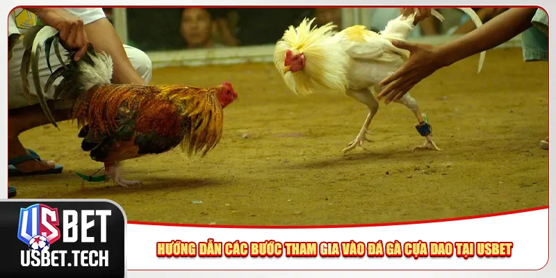Hướng dẫn các bước tham gia vào đá gà cựa dao tại Usbet