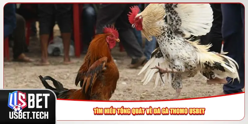 Tìm hiểu tổng quát về đá gà Thomo Usbet