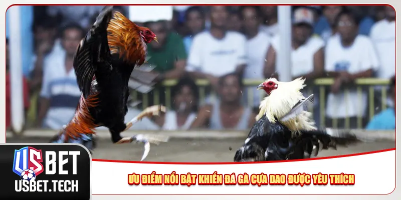 Ưu điểm nổi bật khiến đá gà cựa dao được yêu thích